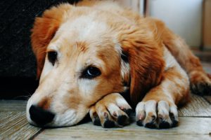 the most common allergies in dogs